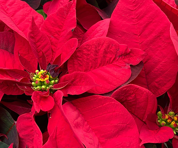 Poinsettia 2