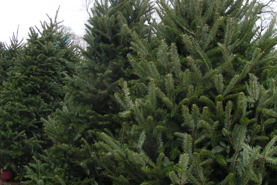 Fraser fir Plant