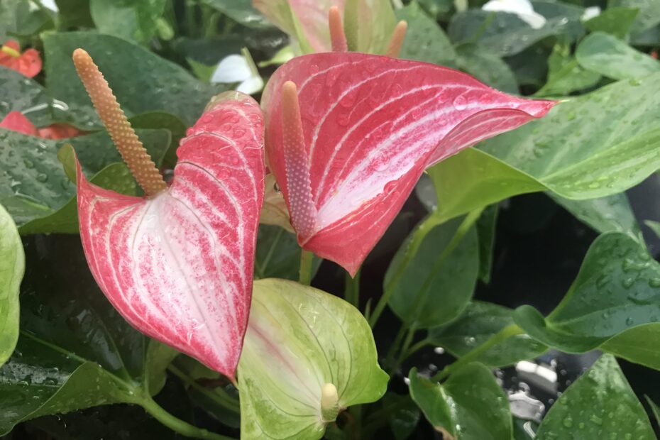 Anthurium