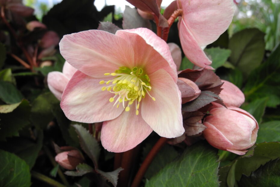 Hellebore Moramarco