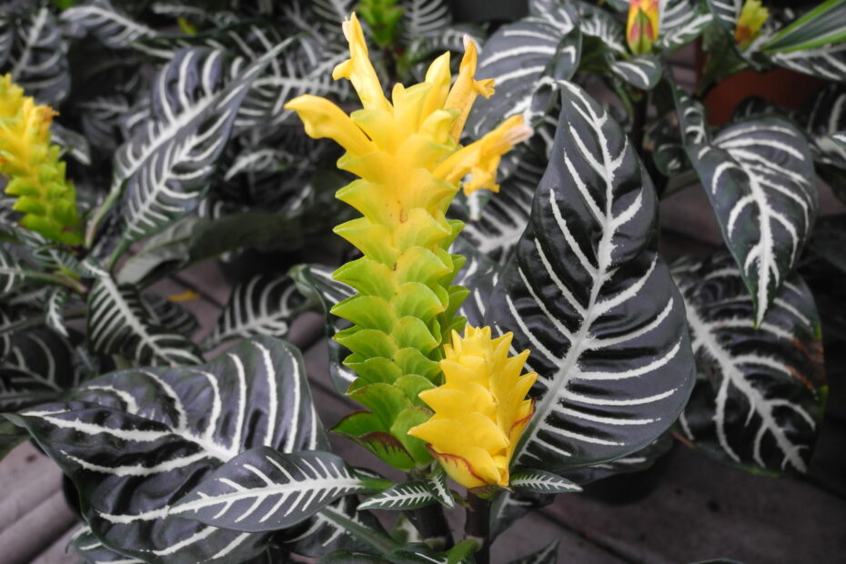 Zebra with leaves and flower