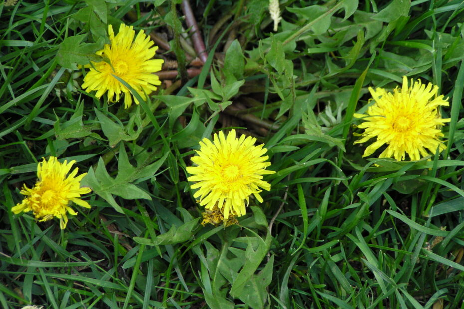 Common Dandelion plant
