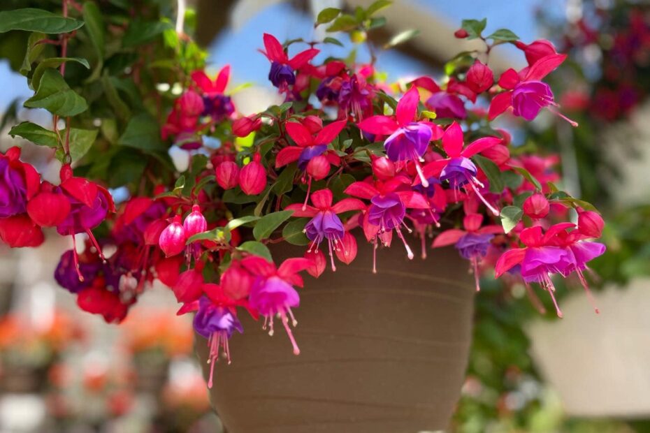 Fuchsia