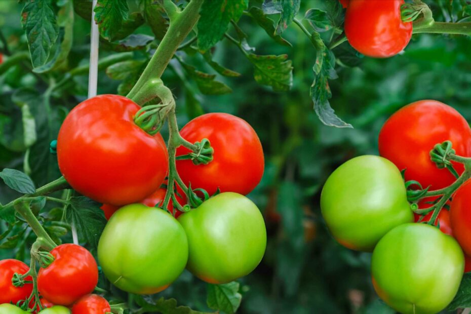 green red tomato