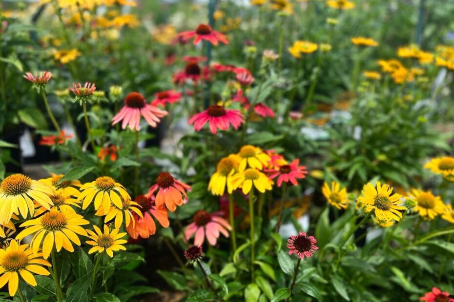 multi colours flowers