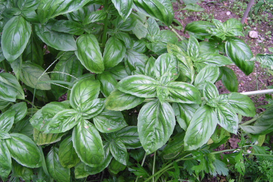 Basil
