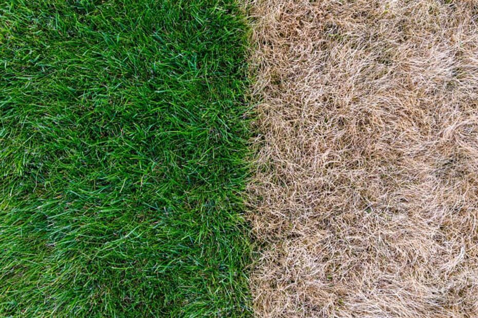 Brown-vs.-Green-Lawn