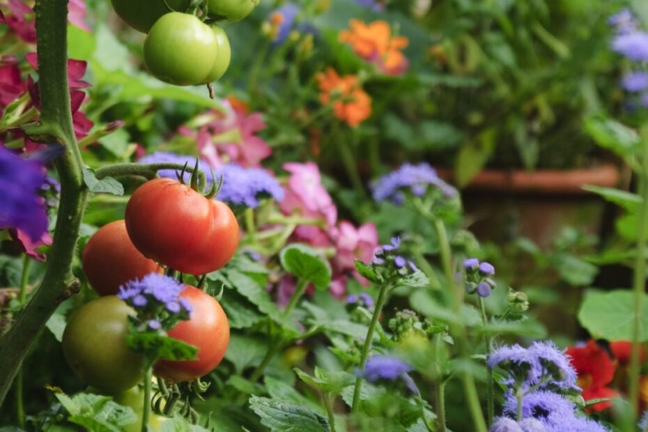 green red tomato