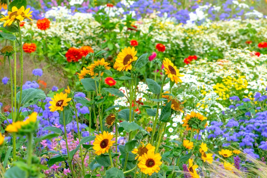 sun flowers