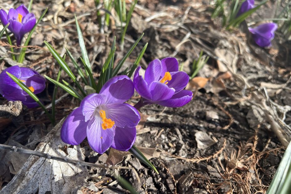 Crocus