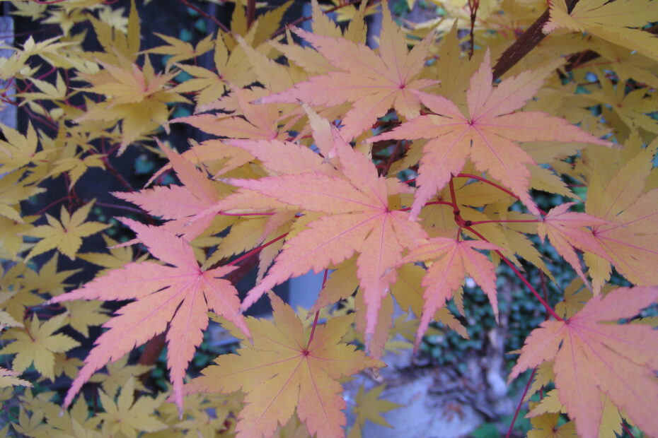 marijuana leaves