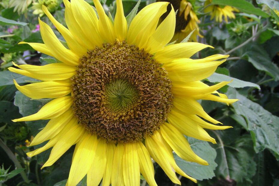 sun flower