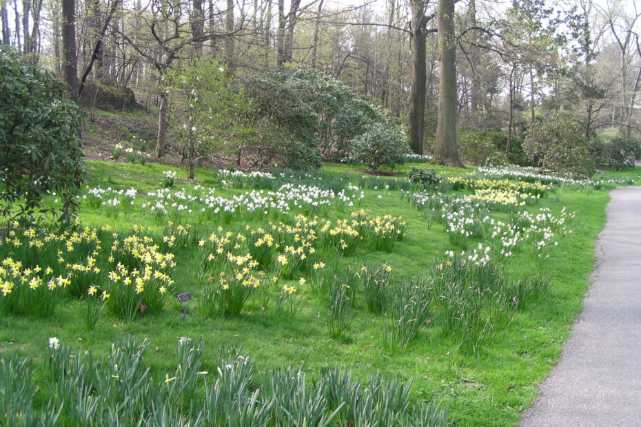 growing daffodils