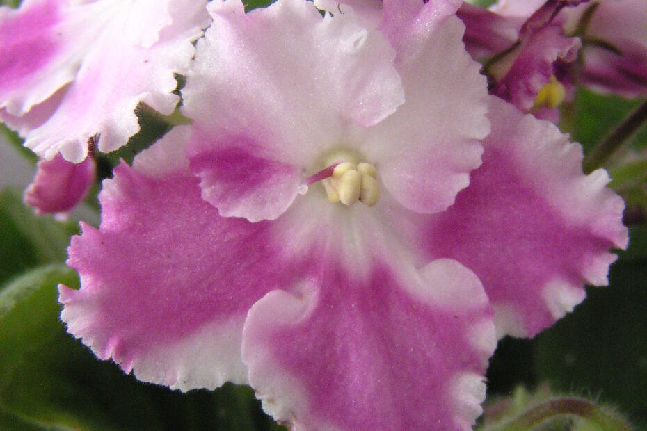 African violet
