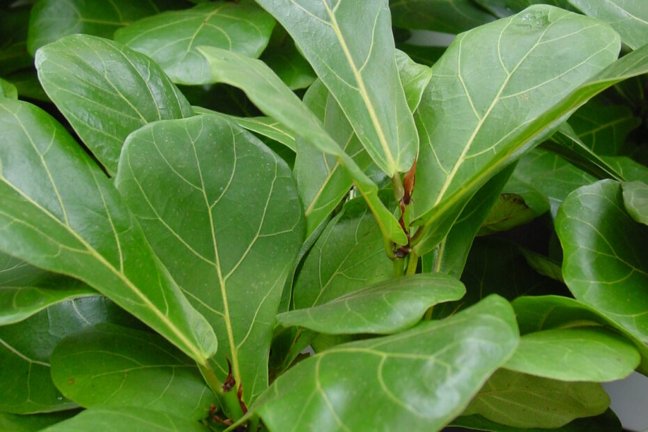 Ficus lyrata 1