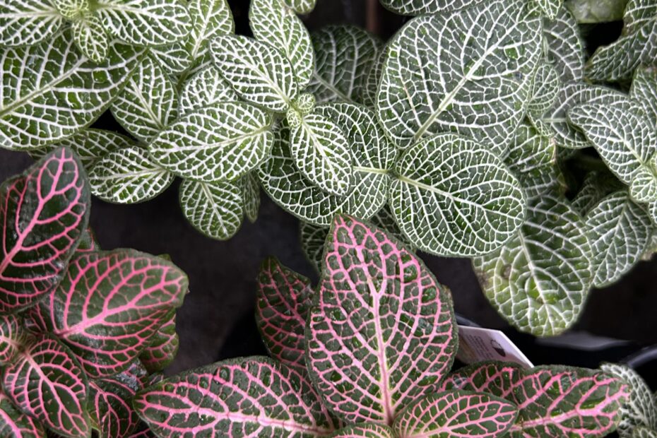 Fittonia Moramarco