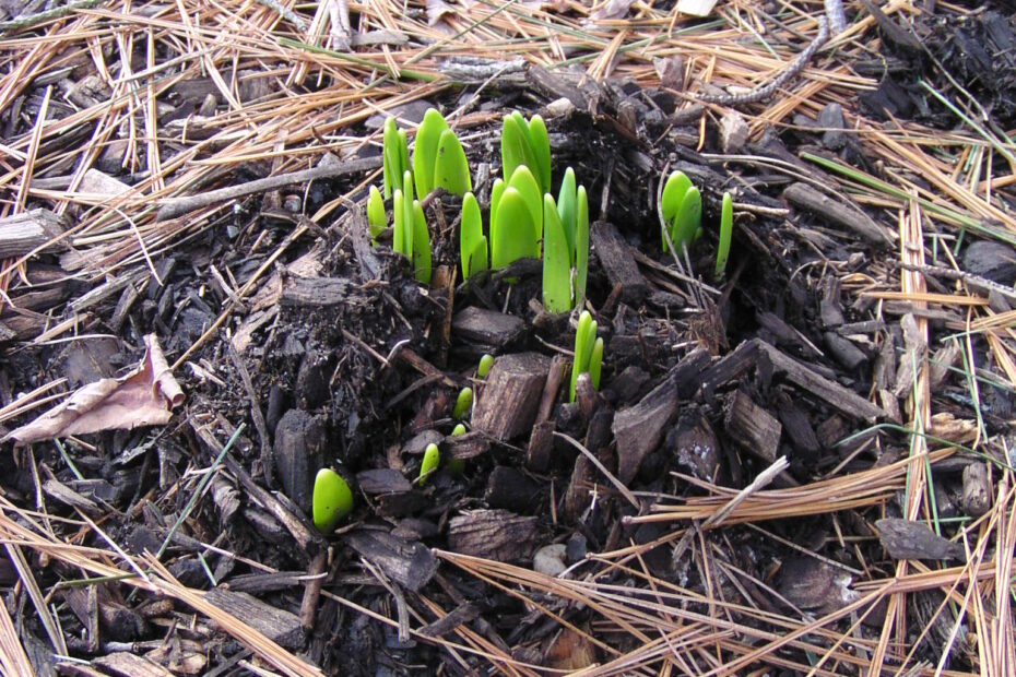 Sprouting Plant