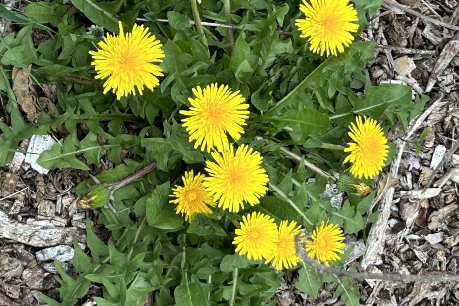Dandelions in full bloom
