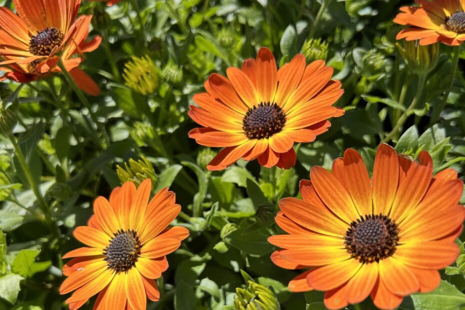 African Daisy for Fabulous Spring Color