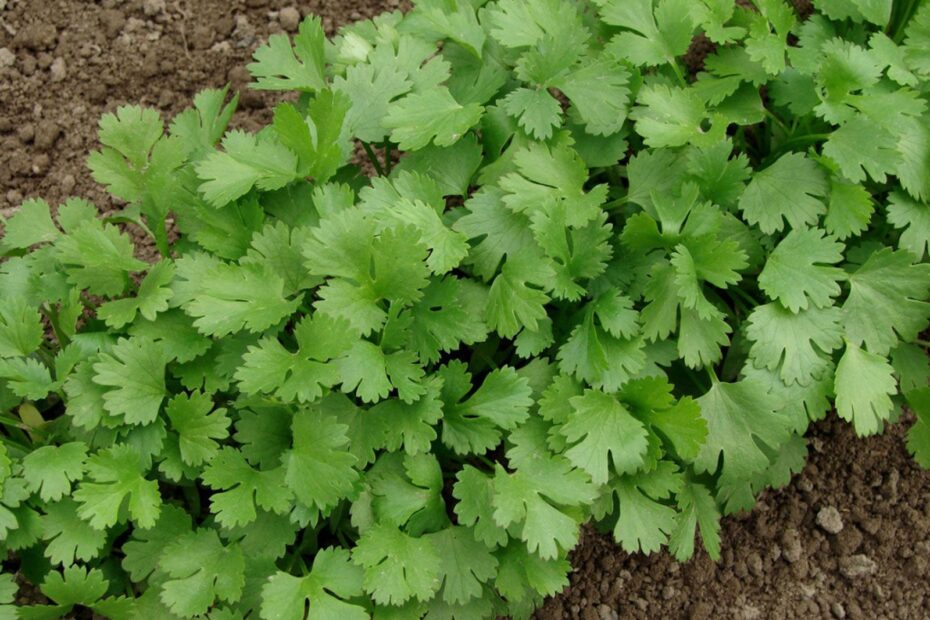 Cultivating Cilantro