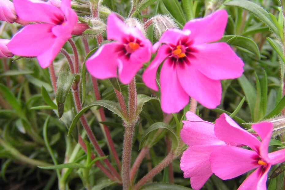Fabulous Phlox