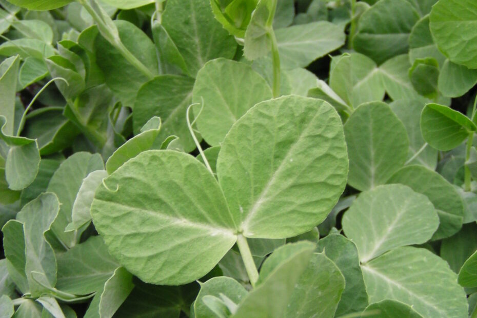 pea-seedlings