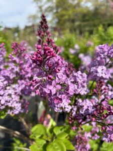 Lilac Pocahontas