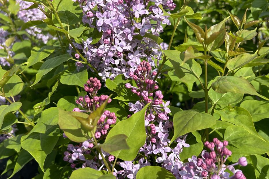 Lilac Scentara Pura