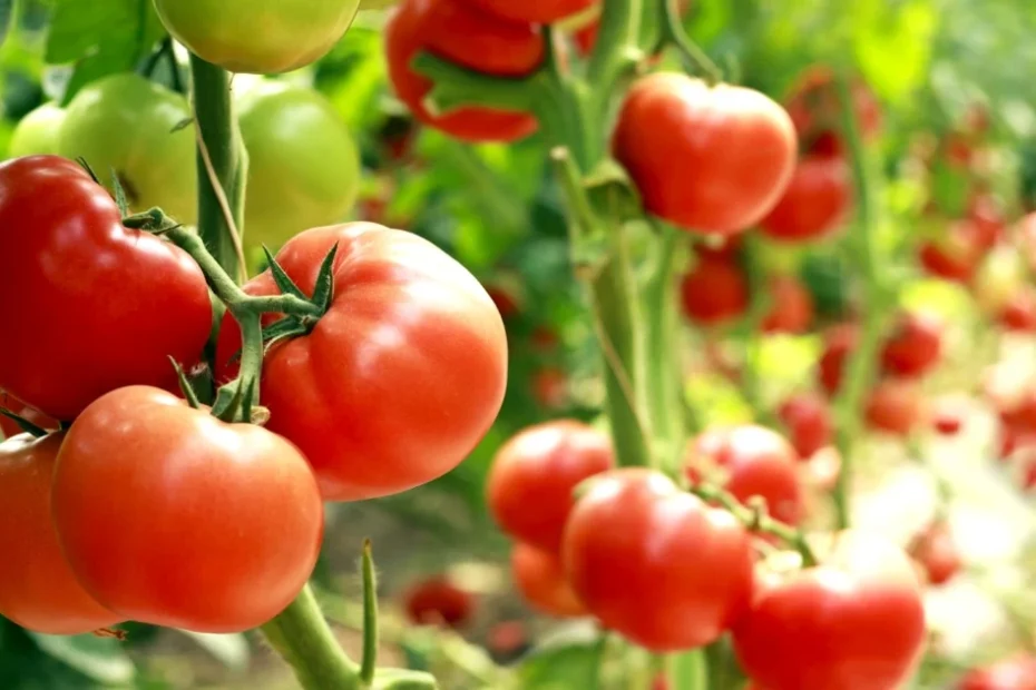 Planting-Guide-Tomatoes
