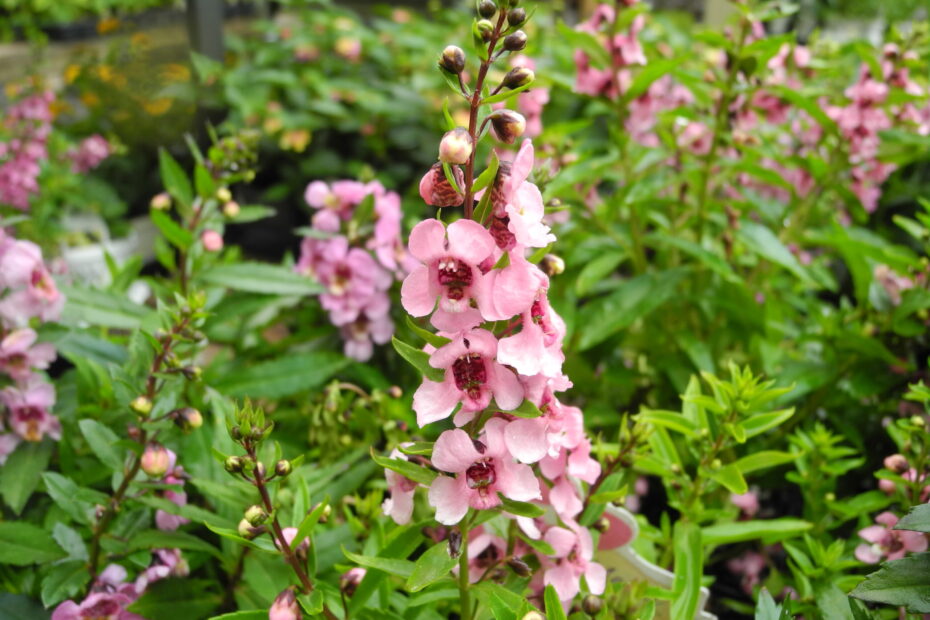 Angelonia 'Serenita Pink' Moramarco