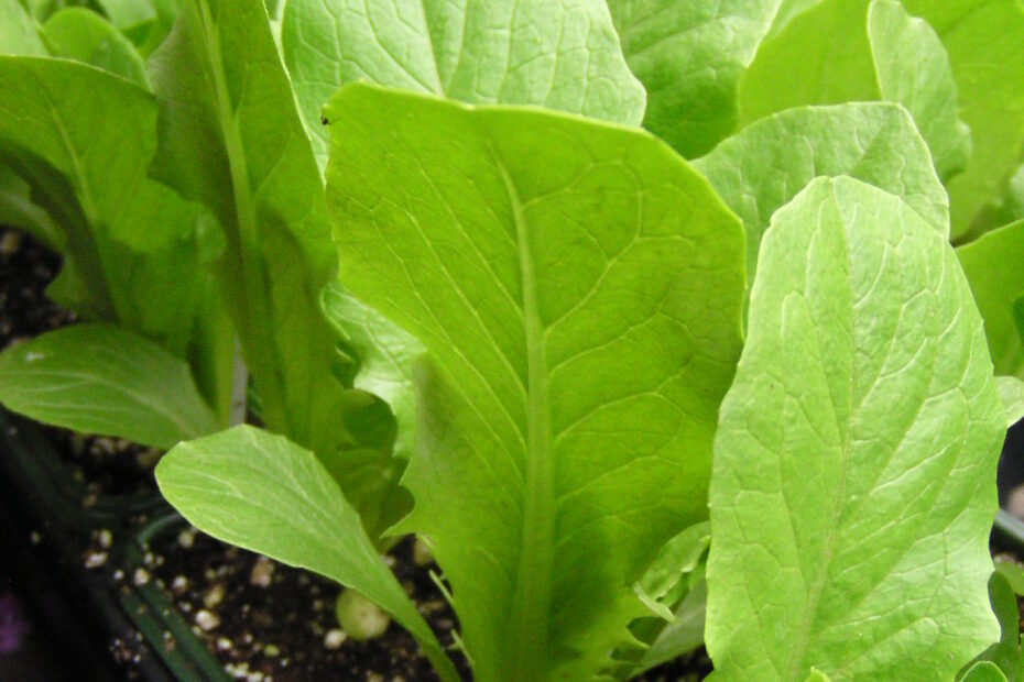Romaine-lettuce-cell-pak-