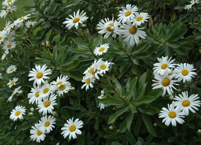 Montauk Daisies – Perfect for Long Island Gardens!