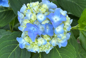 hydrangeafestival