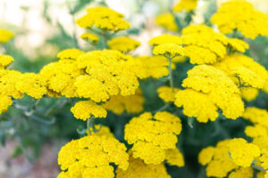 achillea-millefolium-little-moonshine