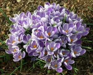 Crocus Moramarco