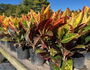 Fall Plants & Décor 12