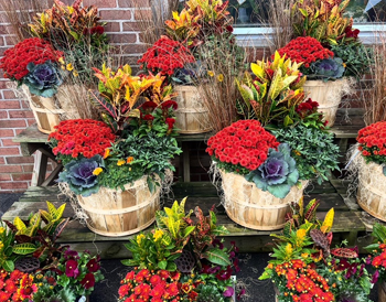 Fall Plants & Décor