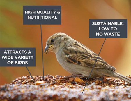 Bird food