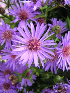 European Michaelmas-daisy Plant