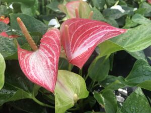 Anthurium