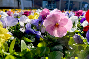 pansies