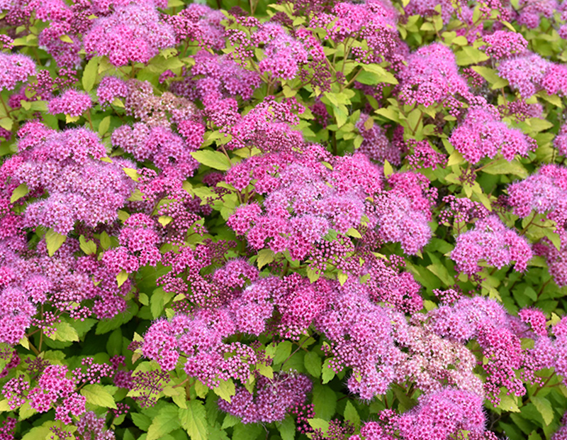 spirea