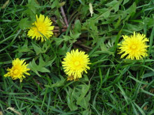 Common Dandelion plant