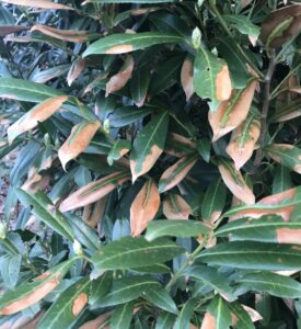 Cherry laurel Plant