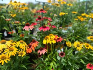 multi colours flowers