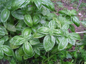 Basil