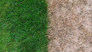 Brown-vs.-Green-Lawn