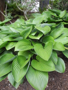 Hosta Moramarco