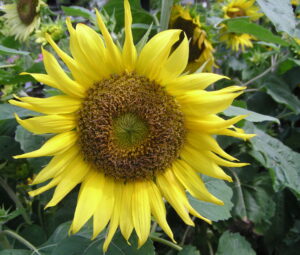 sun flower