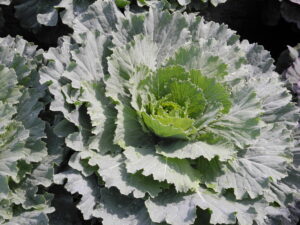 Ornamental Cabbage